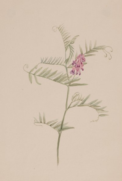 Vicia americana, ca. 1917-1918 de Mary Vaux Walcott