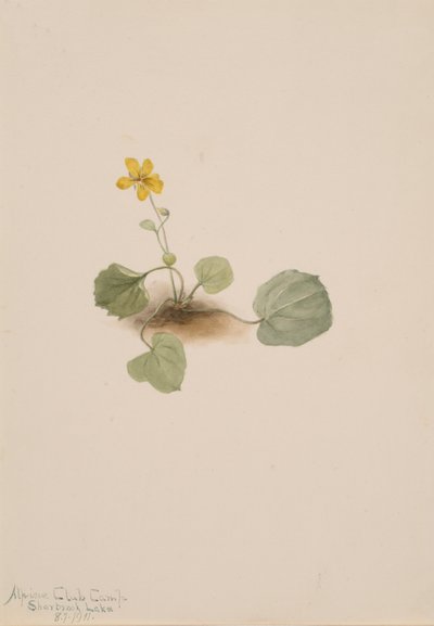 Viola orbiculata de Mary Vaux Walcott