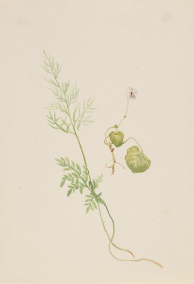 Viola palustris, ca. 1917-1918 de Mary Vaux Walcott