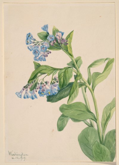Campanillas de Virginia (Mertensia virginica) de Mary Vaux Walcott