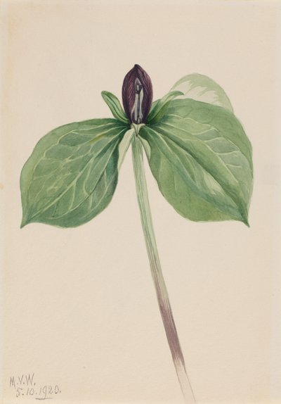 Petirrojo (Trillium sessile) de Mary Vaux Walcott