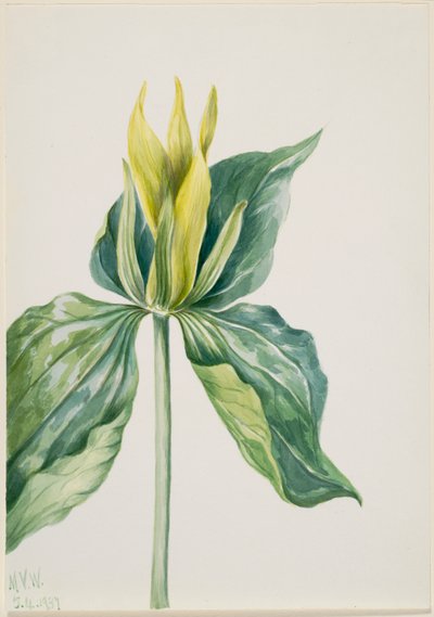 Wake-Robin (Trillium underwoodii) de Mary Vaux Walcott