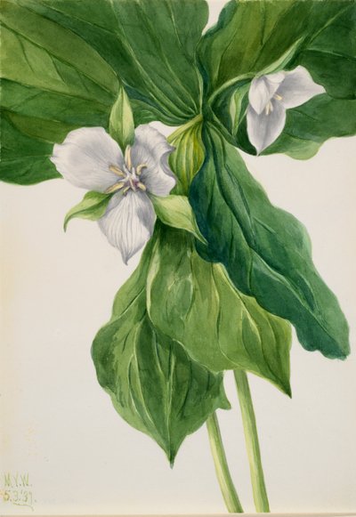 Wake-Robin Trillium simile, 1939 de Mary Vaux Walcott