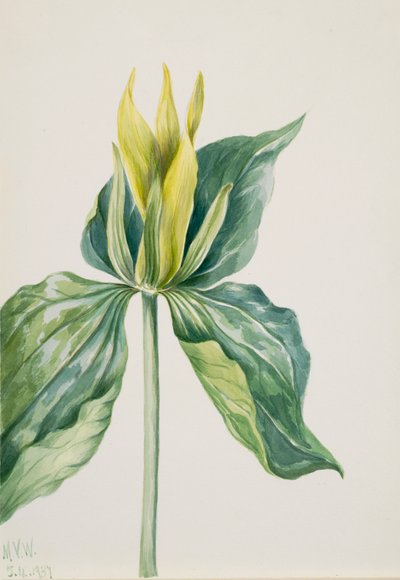 Wake-Robin Trillium underwoodii de Mary Vaux Walcott