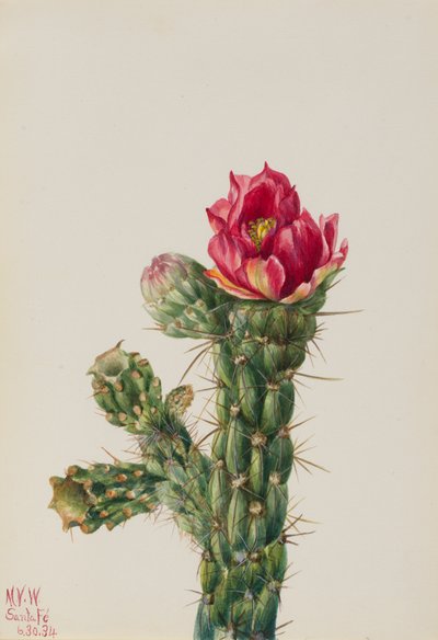 Cholla Walkingstick Opuntia imbricata, 1934 de Mary Vaux Walcott