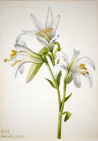 Lirio de Washington (Lilium washingtonianum) de Mary Vaux Walcott