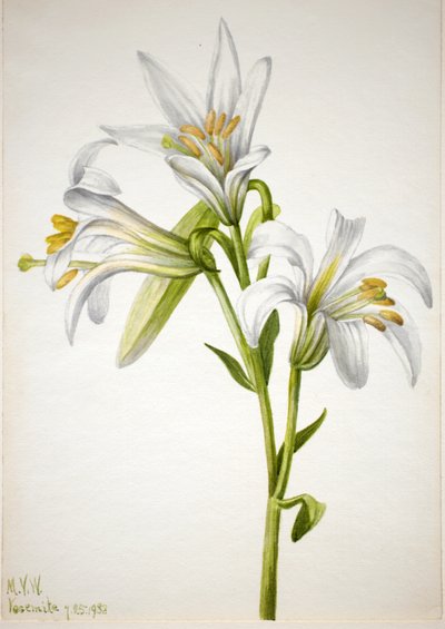 Lirio de Washington Lilium washingtonianum, 1933 de Mary Vaux Walcott
