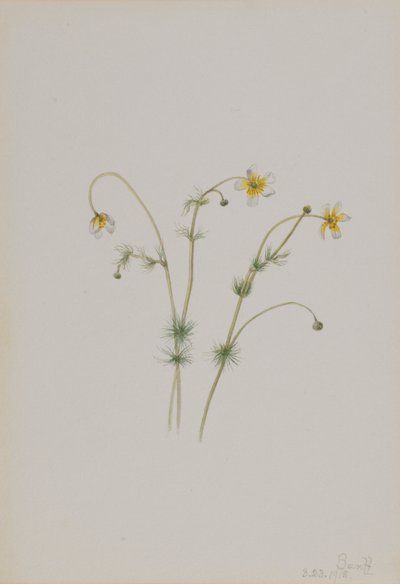 Pie de gallo de agua (Batrachium trichophyllum) de Mary Vaux Walcott
