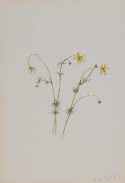Ranúnculo acuático Batrachium trichophyllum, 1918 de Mary Vaux Walcott