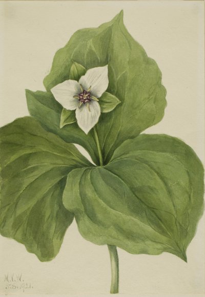 Trillium de Cera de Mary Vaux Walcott