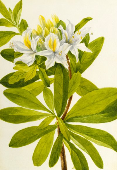 Western Azalea (Rhododendron occidentale) de Mary Vaux Walcott