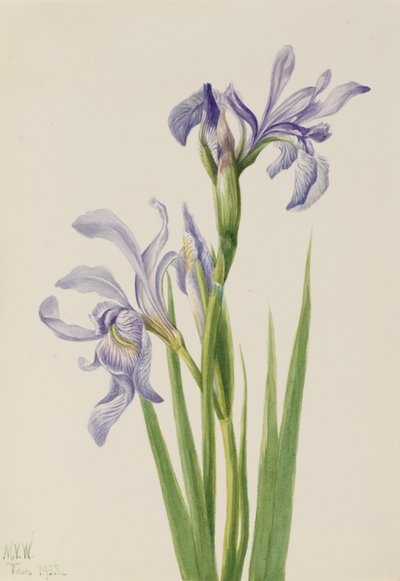 Bandera azul occidental (Iris missouriensis) de Mary Vaux Walcott