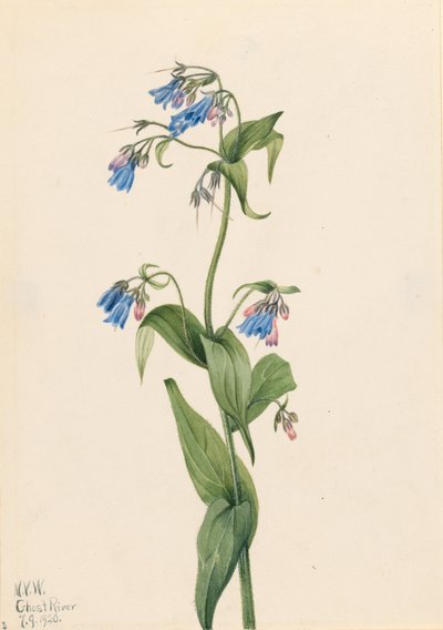 Campanillas (Mertensia paniculata) de Mary Vaux Walcott
