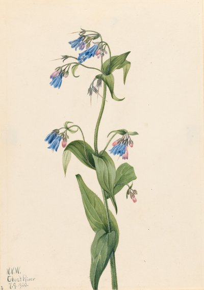 Campanillas occidentales Mertensia paniculata, 1920 de Mary Vaux Walcott