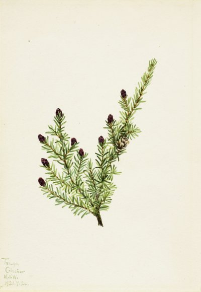 Cicuta occidental (Tsuga heterophylla) de Mary Vaux Walcott