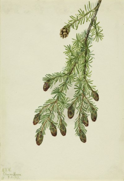 Cicuta occidental Tsuga heterophylla, 1923 de Mary Vaux Walcott