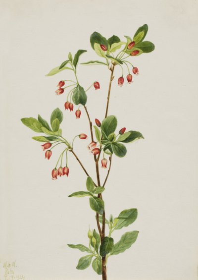 Menziesia occidental Menziesia glabella, 1924 de Mary Vaux Walcott