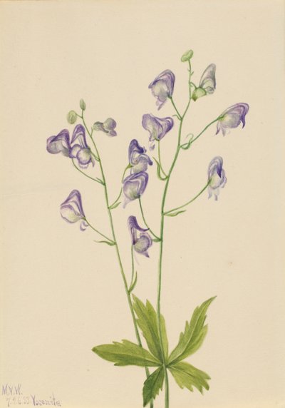 Acónito occidental Aconitum columbianum, 1933 de Mary Vaux Walcott