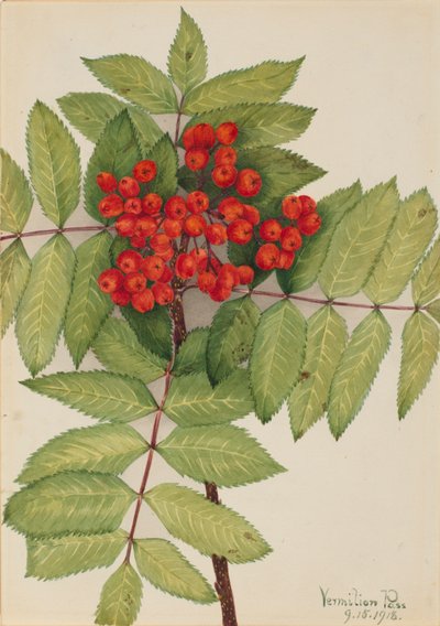 Serbal de montaña occidental (Sorbus sambucifolia), 1918 de Mary Vaux Walcott