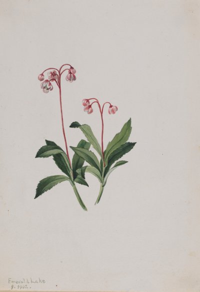 Pipsissewa occidental (Chimaphila umbellata) de Mary Vaux Walcott