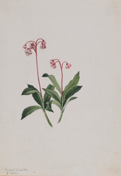 Pipsissewa Occidental Chimaphila umbellata de Mary Vaux Walcott