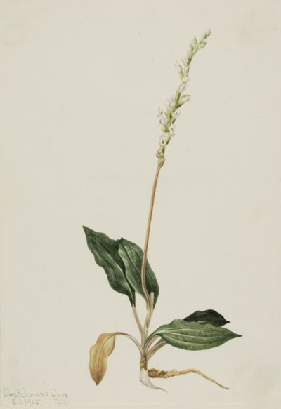Peranio decipiens, 1905 de Mary Vaux Walcott