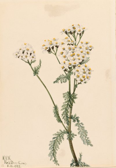 Milenrama occidental (Achillea lanulosa) de Mary Vaux Walcott
