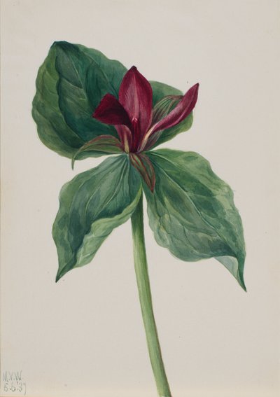 Flor de Whippoorwill Trillium de Mary Vaux Walcott