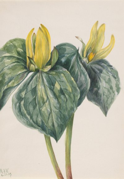 Flor de Whippoorwill Trillium hugeri, 1937 de Mary Vaux Walcott