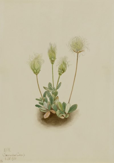 Dríade blanca (Dryas octopetala) de Mary Vaux Walcott