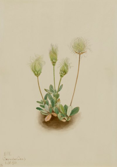 Dryad blanca de Mary Vaux Walcott