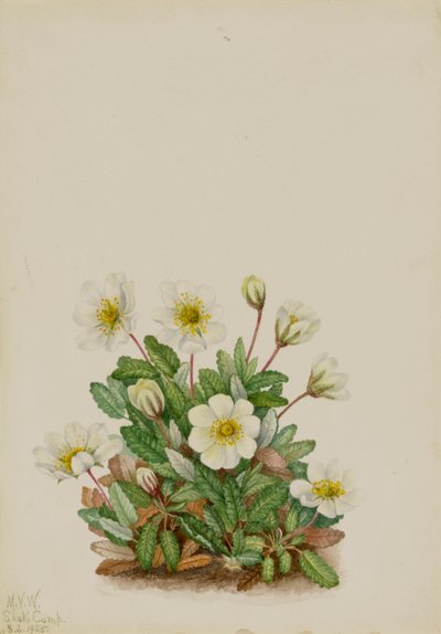 Dryad blanca Dryas octopetala de Mary Vaux Walcott