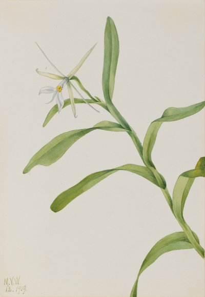Epidendrum blanco Epidendrum nocturnum, 1919 de Mary Vaux Walcott