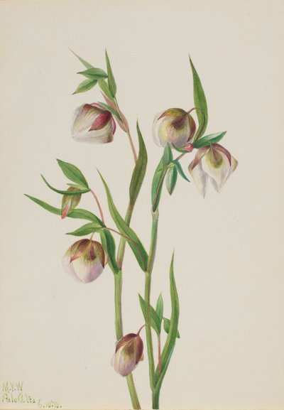 Linterna blanca (Calochortus albus) de Mary Vaux Walcott
