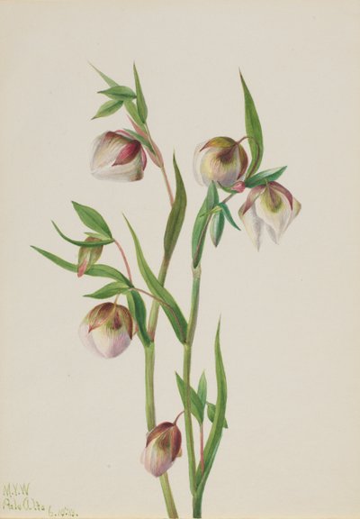Linterna de hadas blanca Calochortus albus de Mary Vaux Walcott