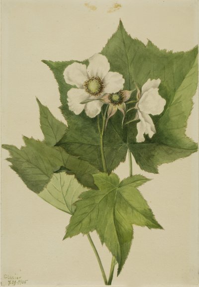 Frambuesa de flor blanca (Rubus parviflorus) de Mary Vaux Walcott