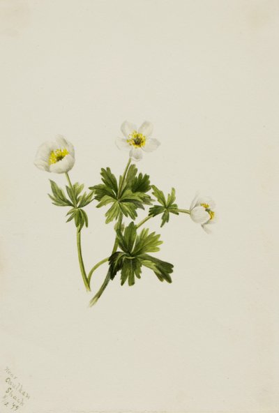 Globeflower blanco Trollius albiflorus de Mary Vaux Walcott