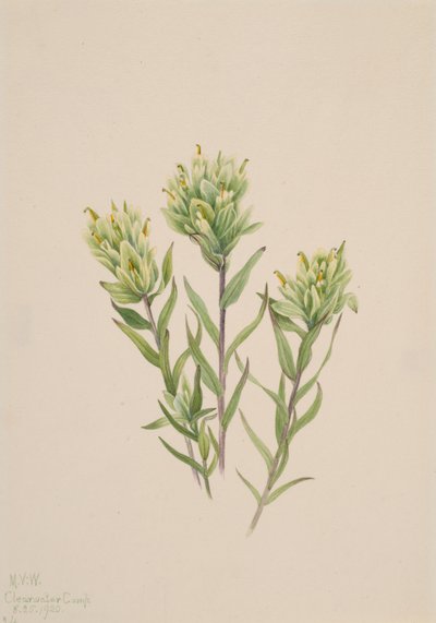 Pincel Indio Blanco Castilleja occidentalis, 1920 de Mary Vaux Walcott