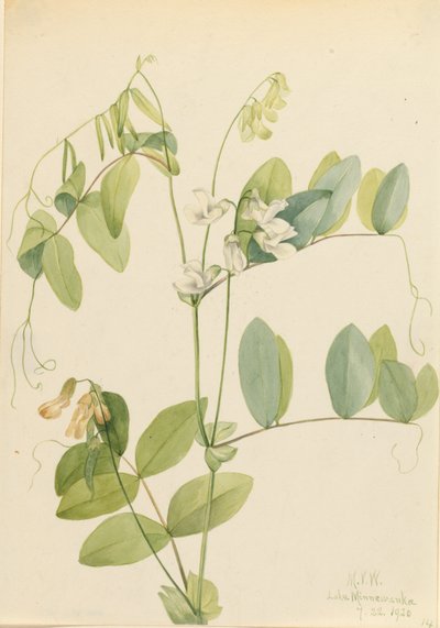 Guisante blanco, 1920 de Mary Vaux Walcott
