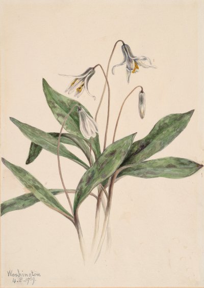 Trucha blanca Erythronium albidum, 1919 de Mary Vaux Walcott
