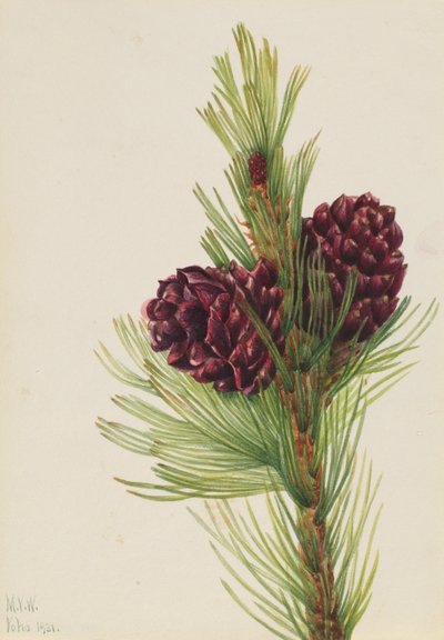 Pino laricio (Pinus albicaulis) de Mary Vaux Walcott