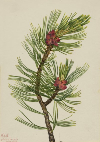 Pino laricio (Pinus albicaulis) de Mary Vaux Walcott