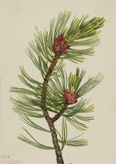 Pino de corteza blanca Pinus albicaulis, 1924 de Mary Vaux Walcott