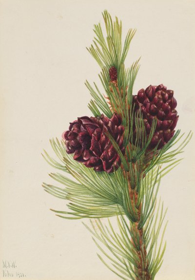 Pino de corteza blanca Pinus albicaulis, 1931 de Mary Vaux Walcott