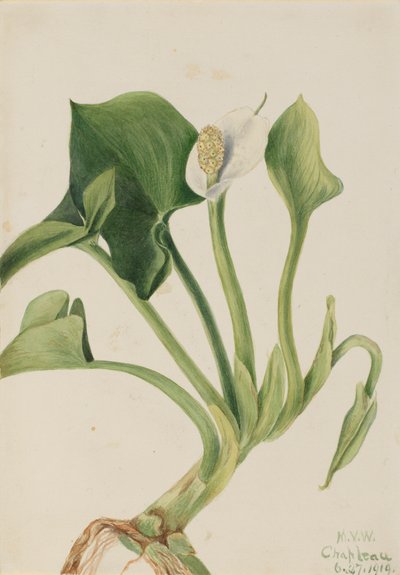 Calla Silvestre Calla palustris, 1919 de Mary Vaux Walcott