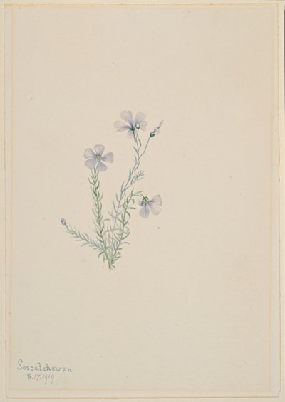 Lino silvestre (Linum lewisii) de Mary Vaux Walcott