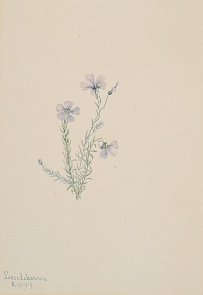 Lino silvestre Linum lewisii, 1919 de Mary Vaux Walcott