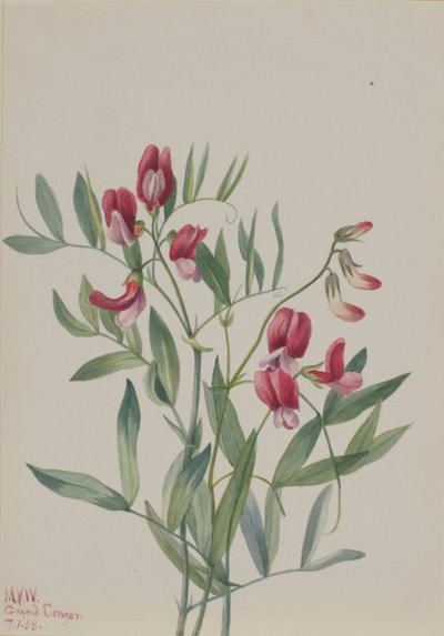 Guisante silvestre (Lathyrus decaphyllus) de Mary Vaux Walcott