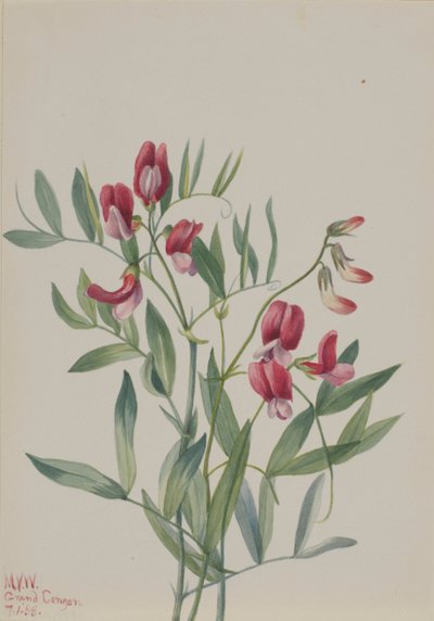 Guisante silvestre Lathyrus decaphyllus, 1938 de Mary Vaux Walcott