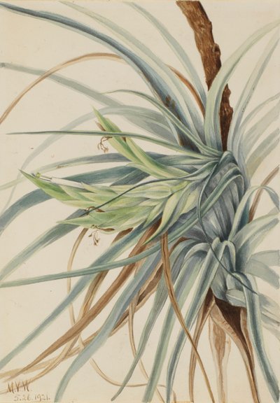 Piña silvestre (Tillandsia fasciculata) de Mary Vaux Walcott